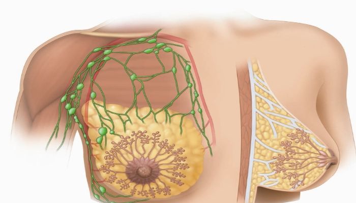 Молочная железа