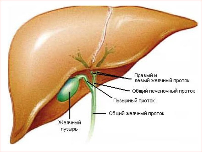 Строение печени и желчного пузыря