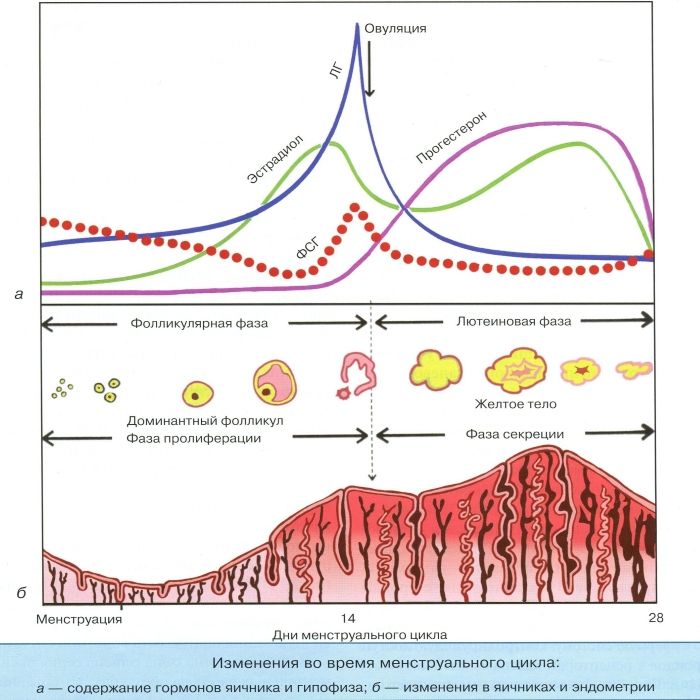 Изменения во время менструального цикла