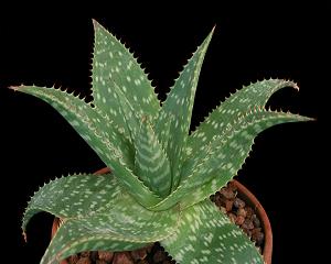 чирей на глазу лечение фото