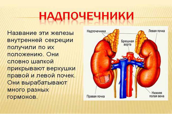 Надпочечники
