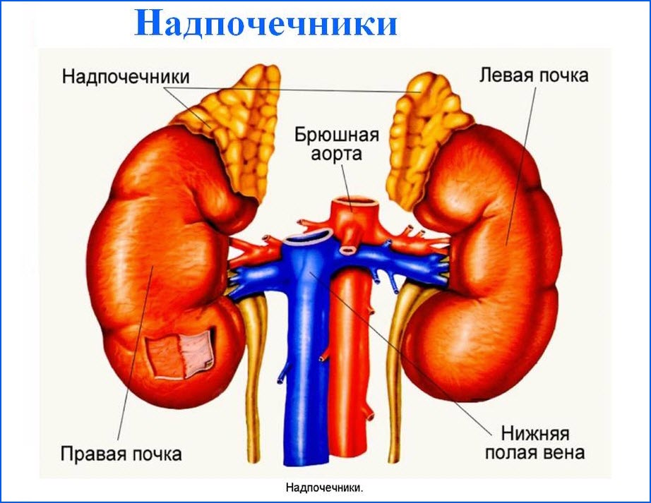Строение почек