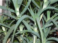 алоэ в косметологии