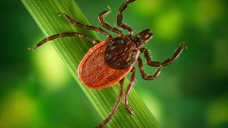 Энцефалитный клещ