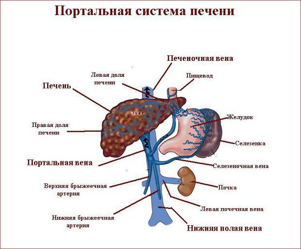 Портальная система печени