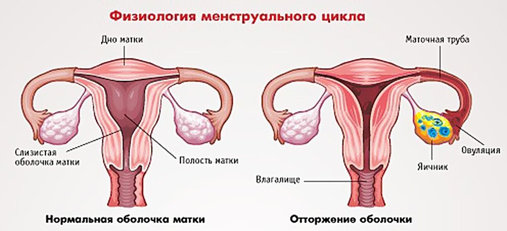 Физиология менструального цикла