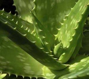 лечение прыща народными средствами