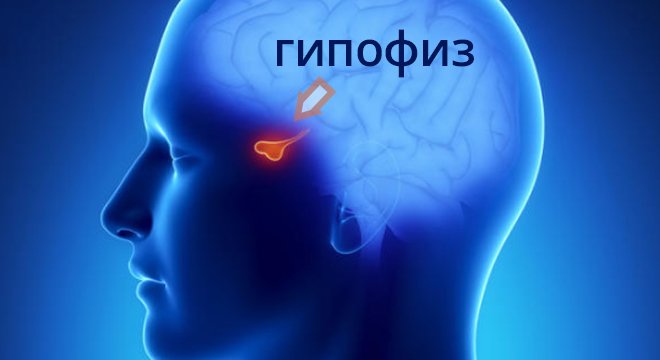 Гипофиз Гипофиз