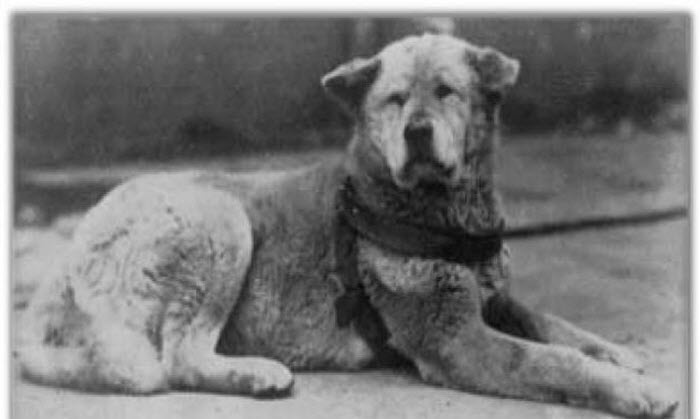 История Хатико