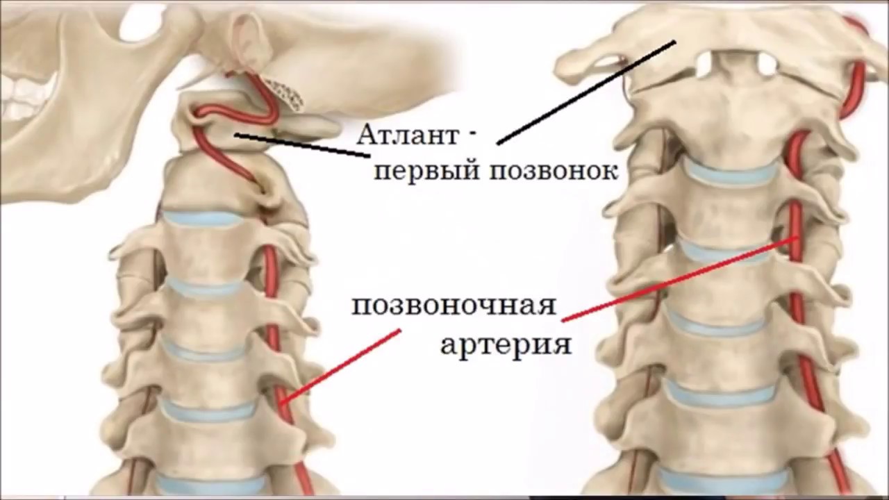 Строение позвоночника