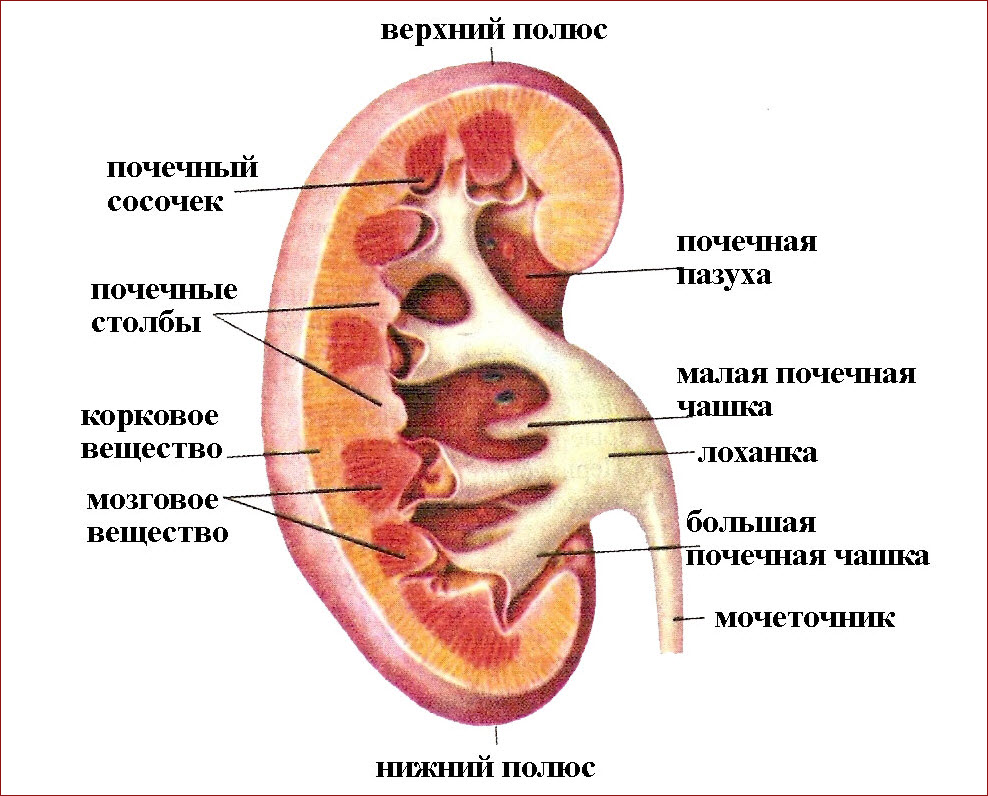 Строение почки