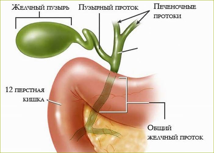 Строение желчного пузыря