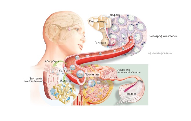 Схема движения пролактина Схема движения пролактина