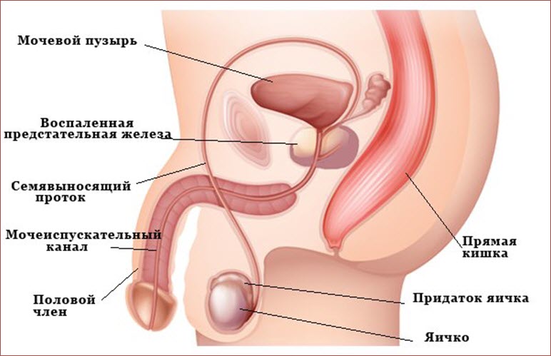 Строение мужской мочеполовой системы