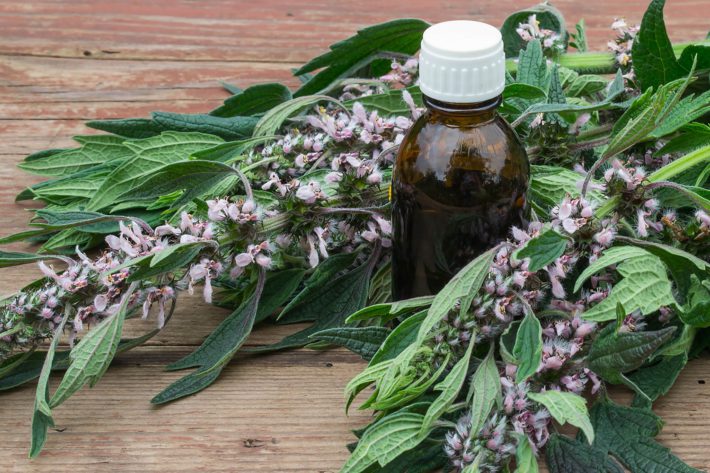 Трава пустырник