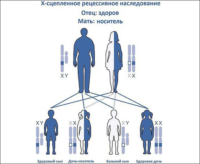 Наследование синдрома Морриса
