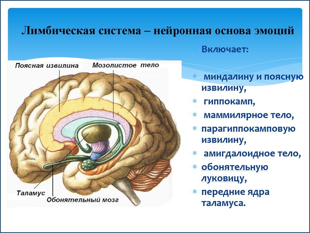 Лимбическая система