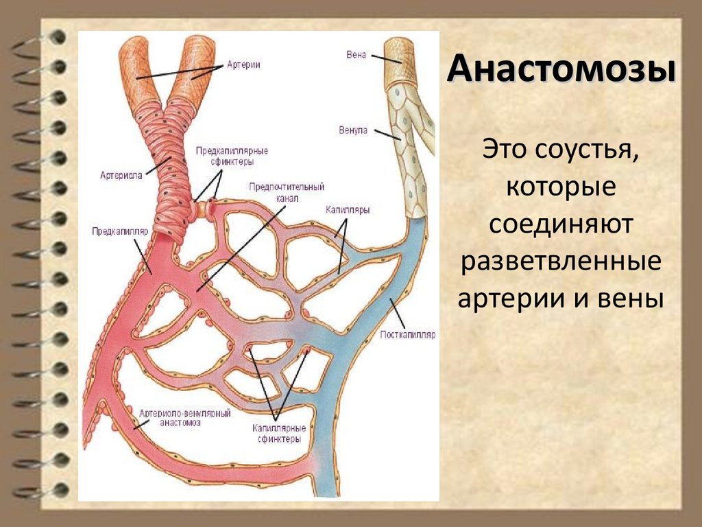 Анастомозы