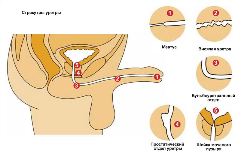 Строение уретры у мужчин