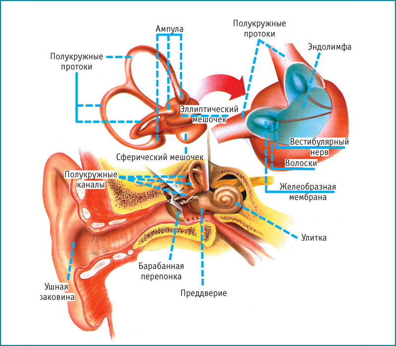 Строение вестибулярного аппарата